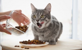 О кормах для кошек