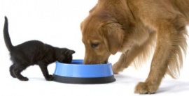 Можно ли собаке давать кошачий корм?