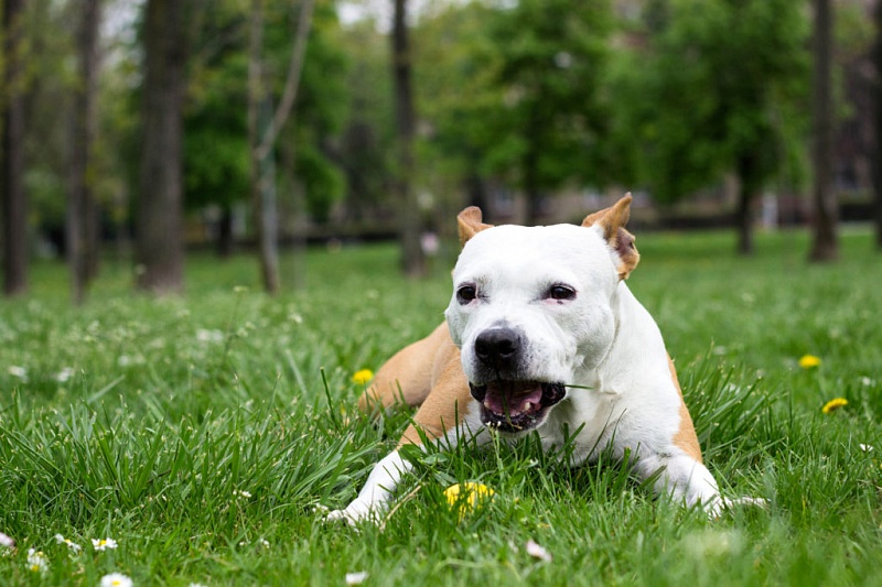 Почему собака ест траву на улице - PetsFamilial