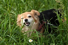 Почему собака ест траву на улице