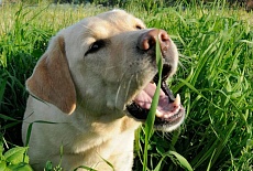Почему собака ест траву на улице